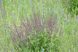 Image of Salvia judaica Boiss.