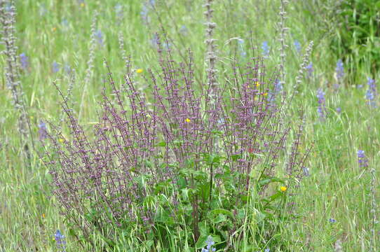 Imagem de Salvia judaica Boiss.