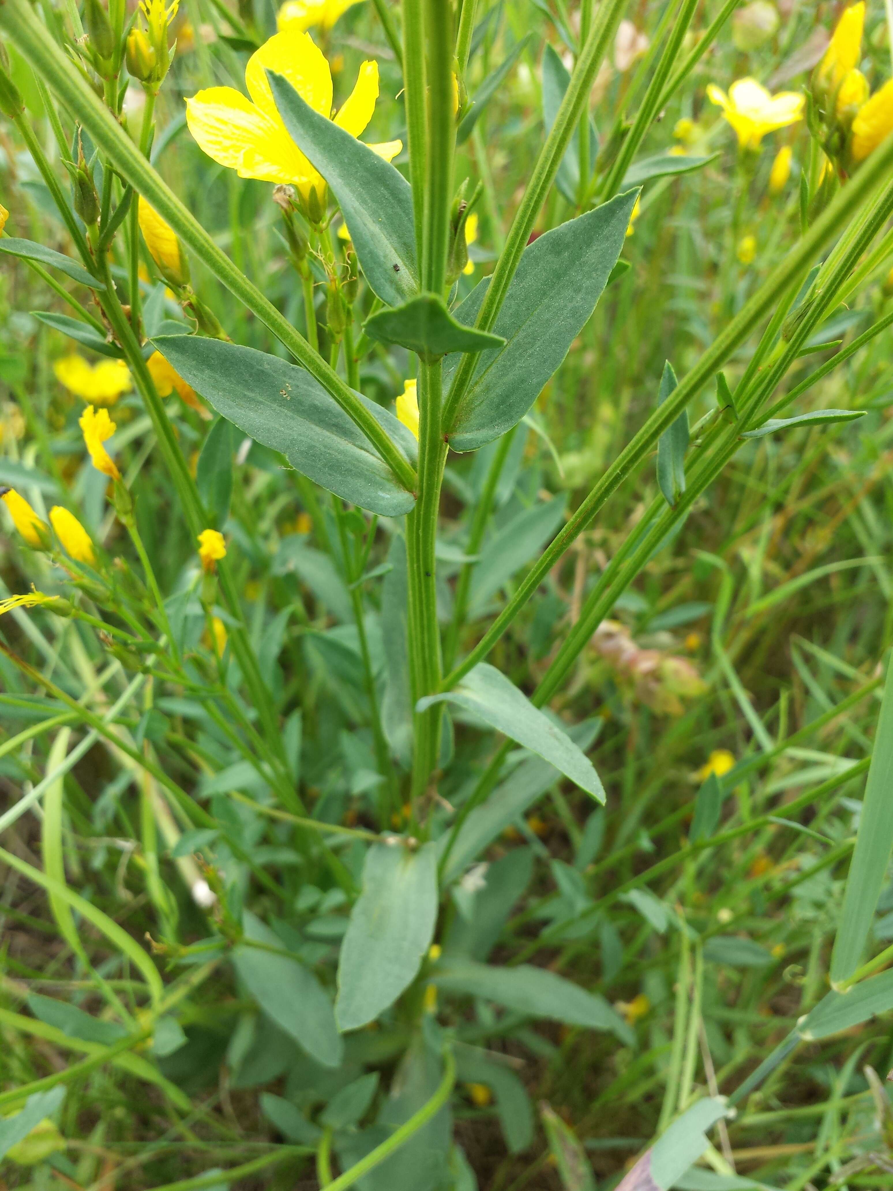 Image of golden flax