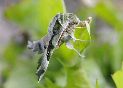 Image of Willowherb Hawkmoth