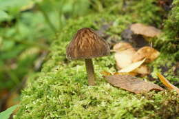 Image of Pluteus umbrosus (Pers.) P. Kumm. 1871