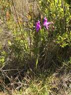 Image of Tuberous Grasspink