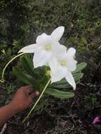 Image of Angraecum sororium Schltr.