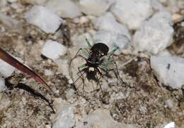 Plancia ëd Cicindela (Cicindelidia) rufiventris rufiventris Dejean 1825