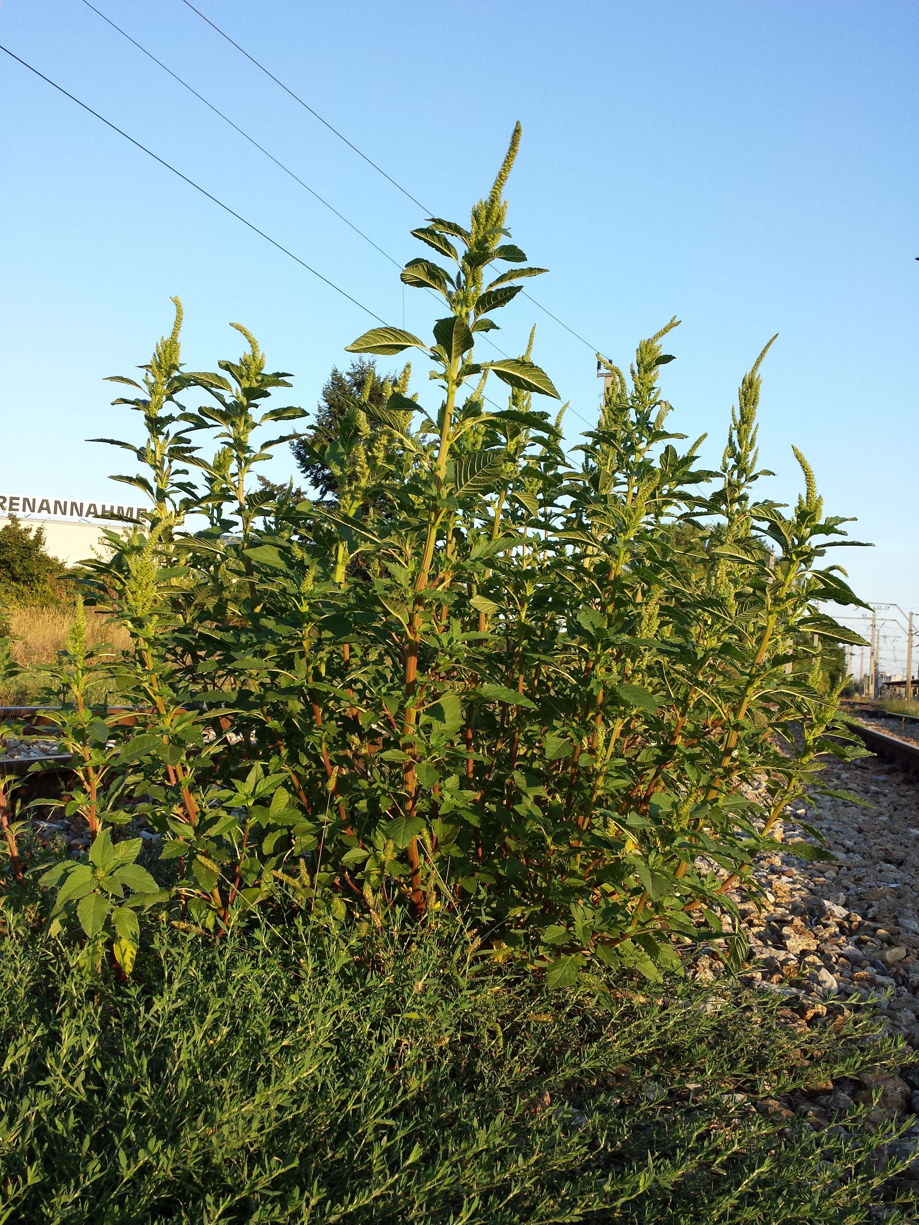 صورة Amaranthus powellii S. Wats.