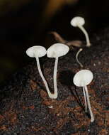 Image of Hemimycena lactea (Pers.) Singer 1938