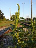 Image of Powell's amaranth