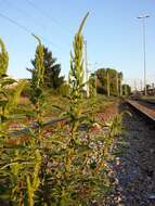 صورة Amaranthus powellii S. Wats.