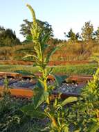 Image of Powell's amaranth