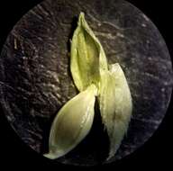 Image of gulf cockspur grass