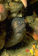 Image of Moray Eel