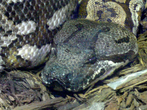 Image of Dumeril's Boa