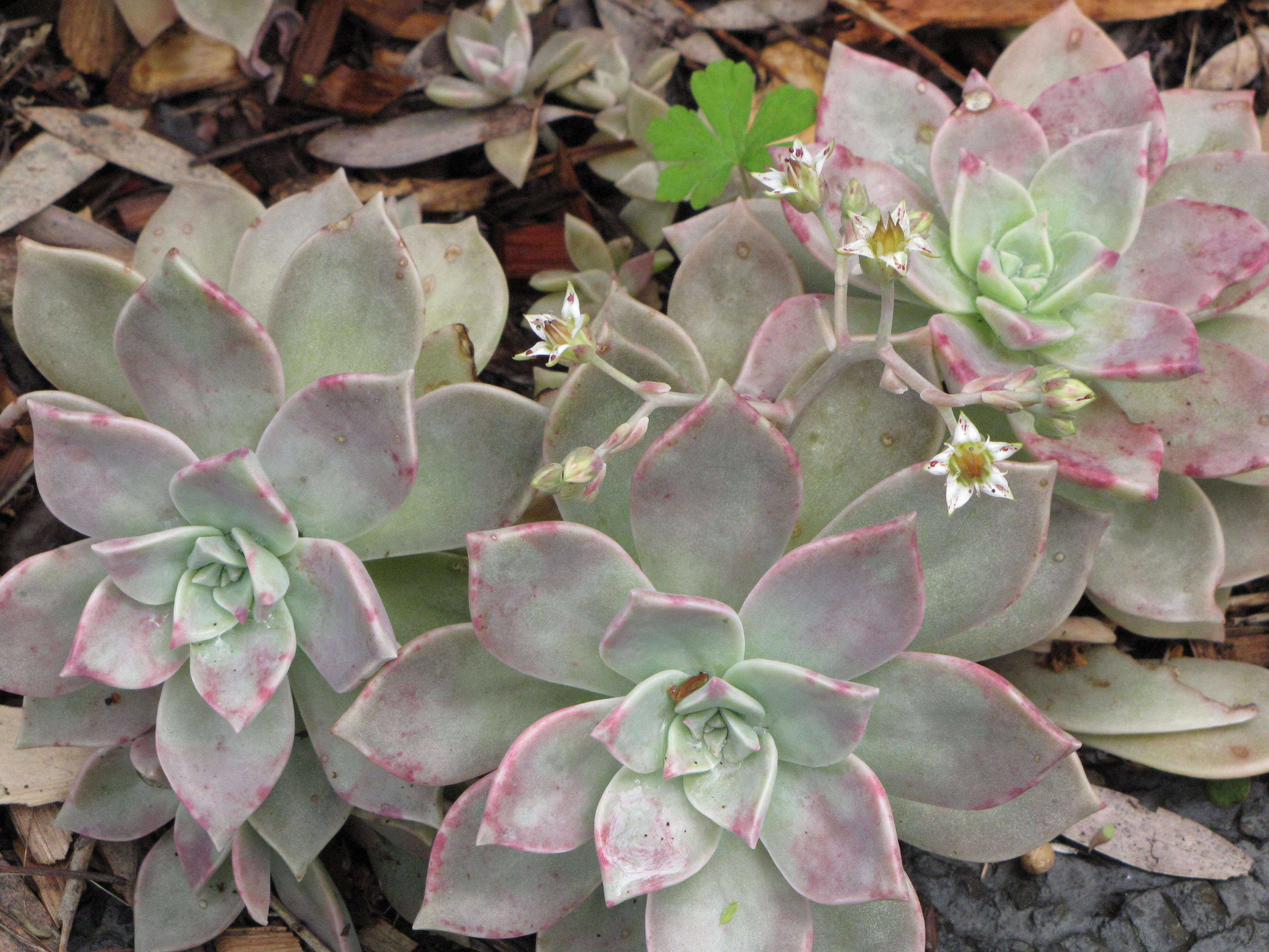 Image of Graptopetalum paraguayense (N. E. Brown) Walther