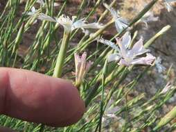 Image of Dianthus namaensis Schinz