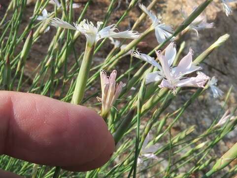 صورة Dianthus namaensis Schinz