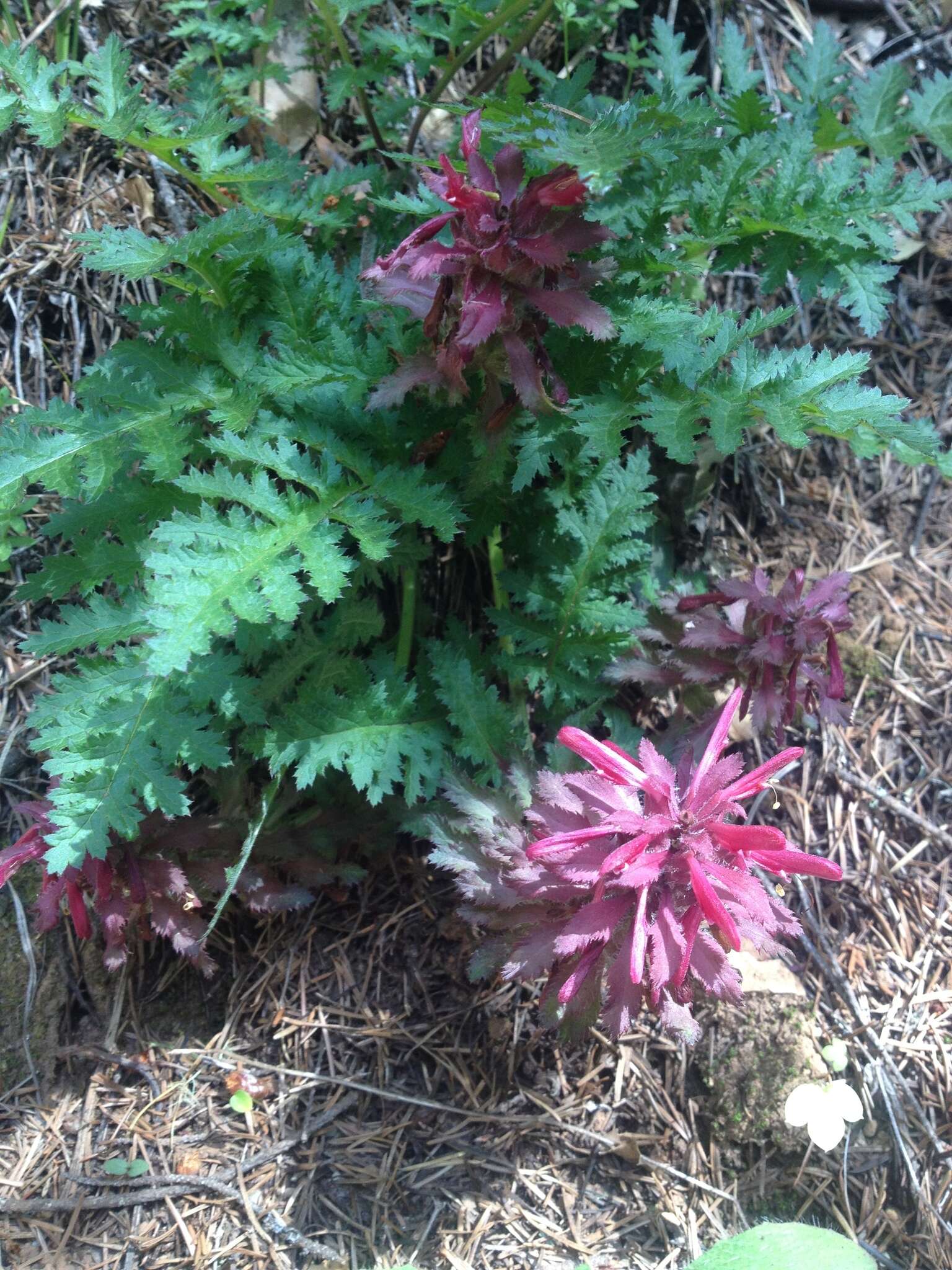 Слика од Pedicularis densiflora Benth.