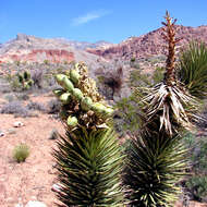 Слика од Yucca brevifolia Engelm.