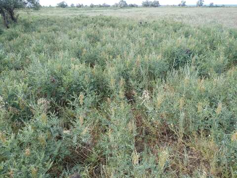 Image of Sophora alopecuroides L.