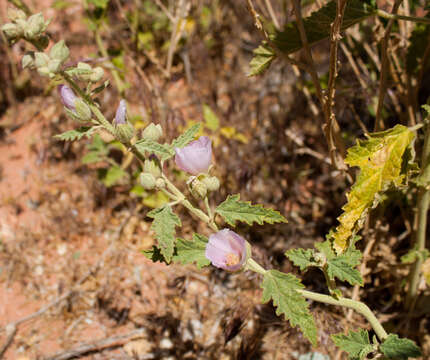 Image of desert globemallow