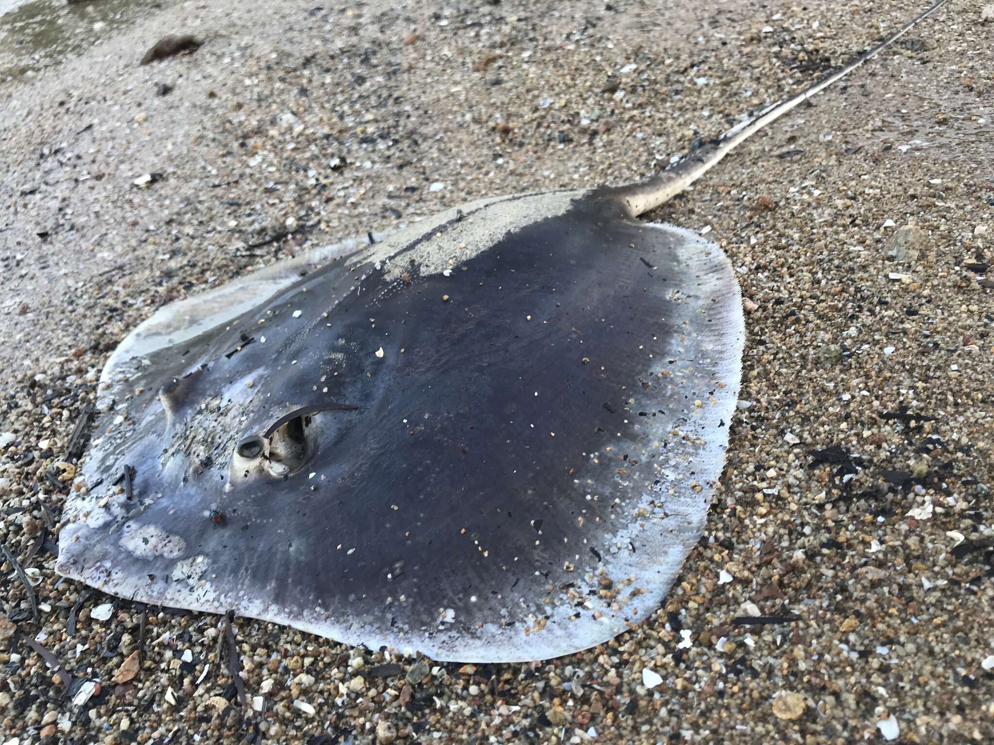 Image of Bennett's stingray