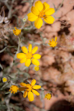 Image of Cooper's paper daisy