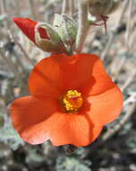 Image of desert globemallow