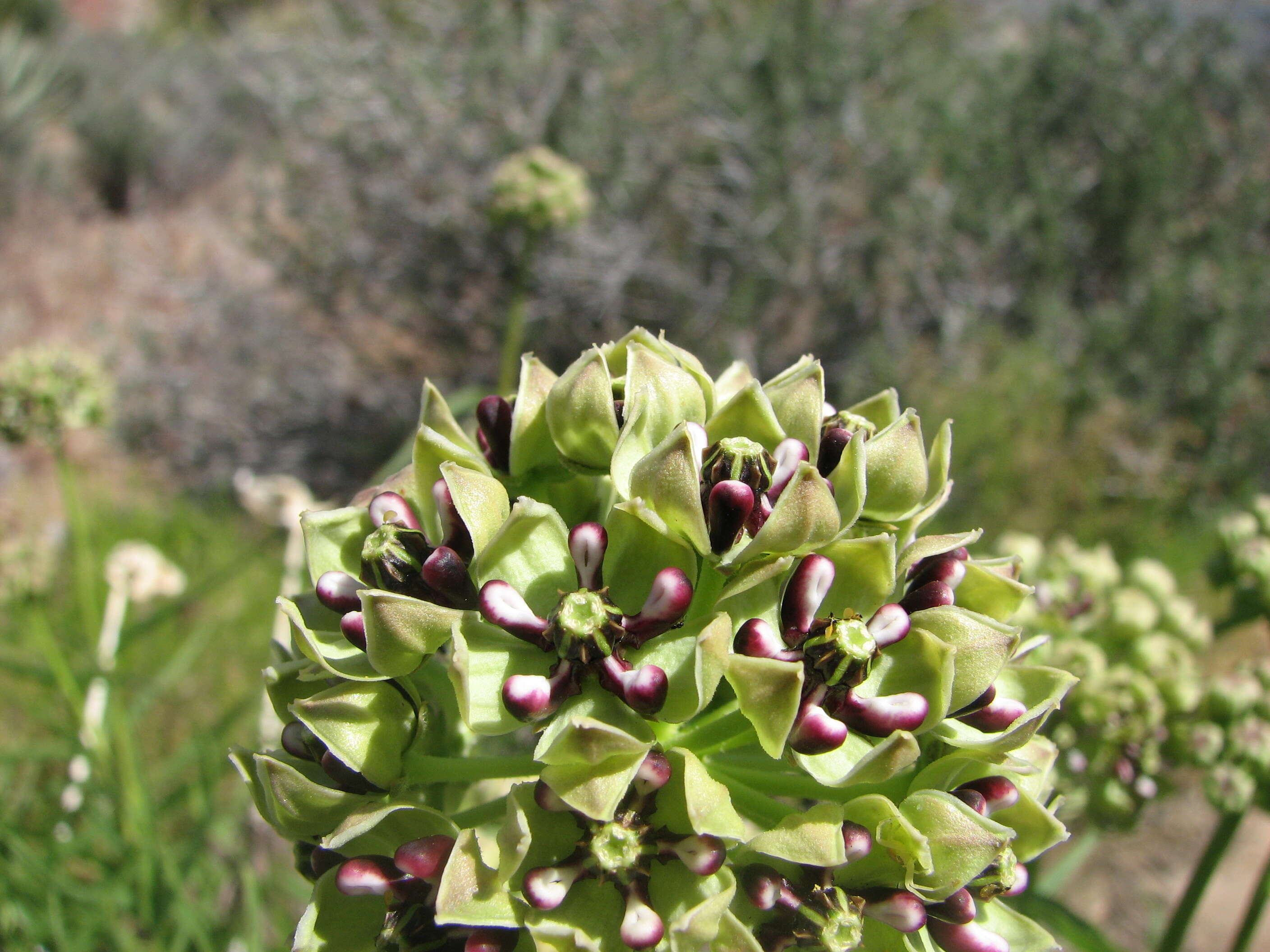 Image of spider milkweed