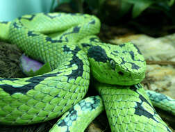 Image of Yellow-blotched Palm Pit Viper