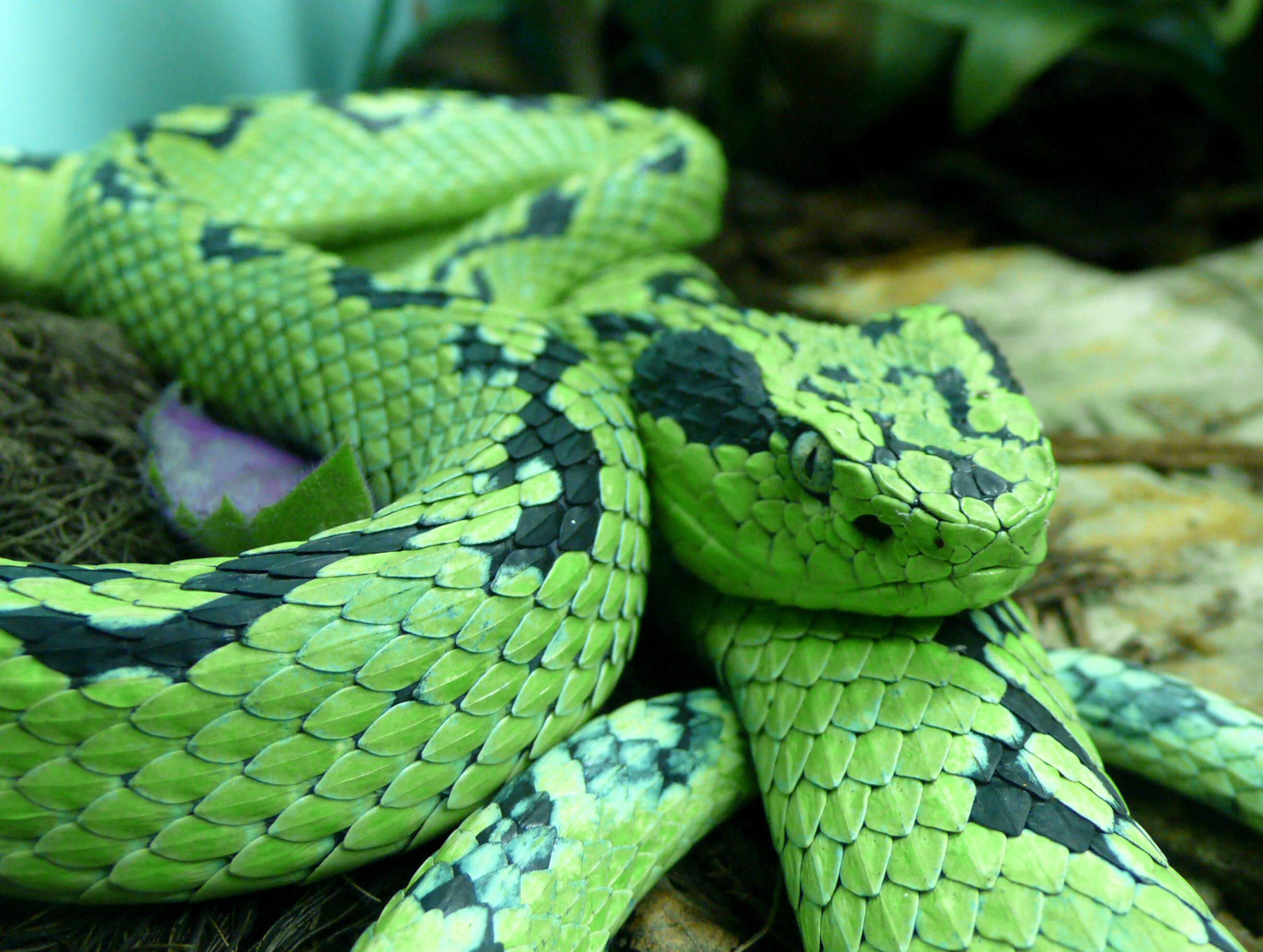 Green Bush Viper - Encyclopedia of Life