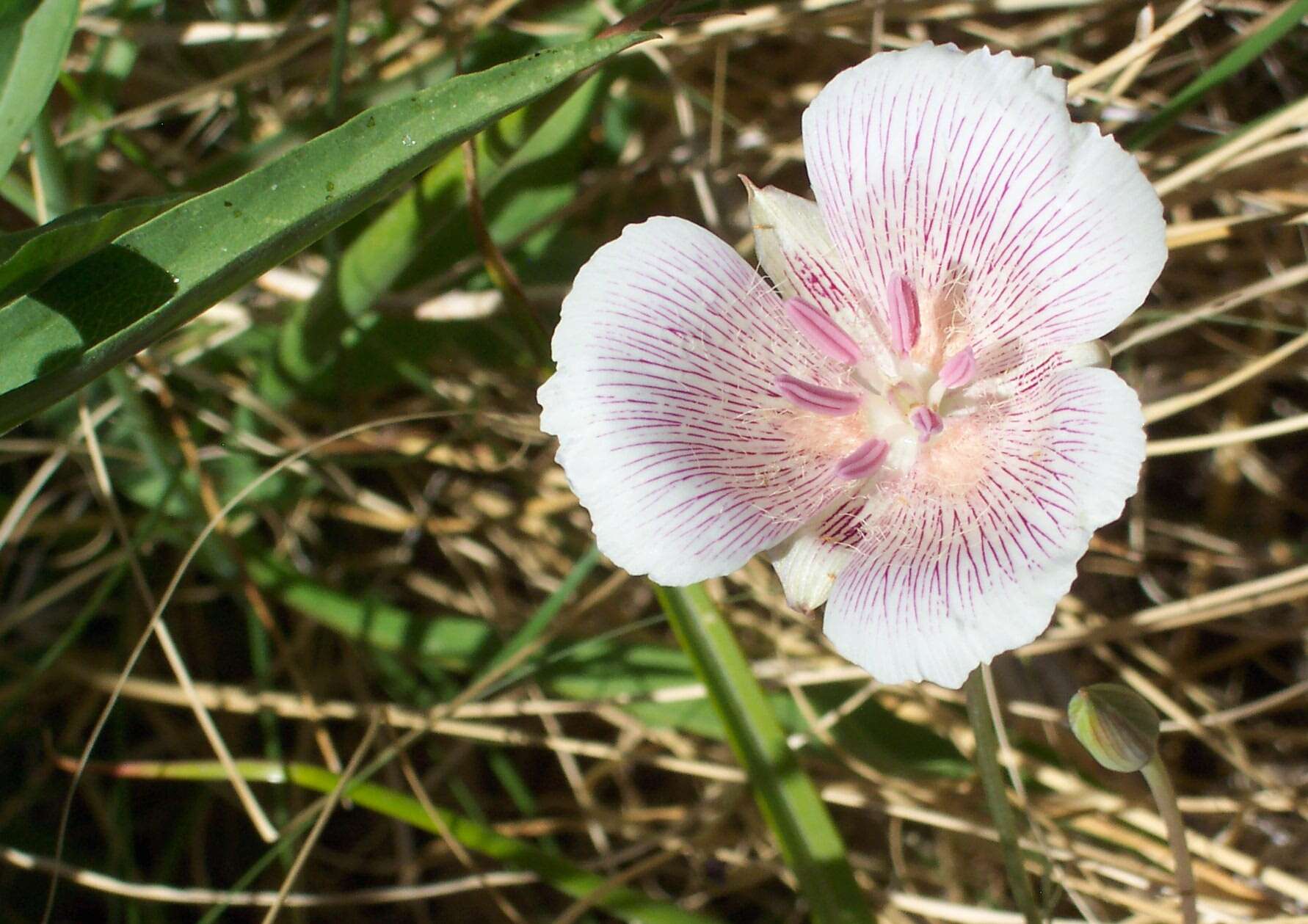 Calochortus striatus Parish resmi