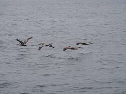 Image of California brown pelican