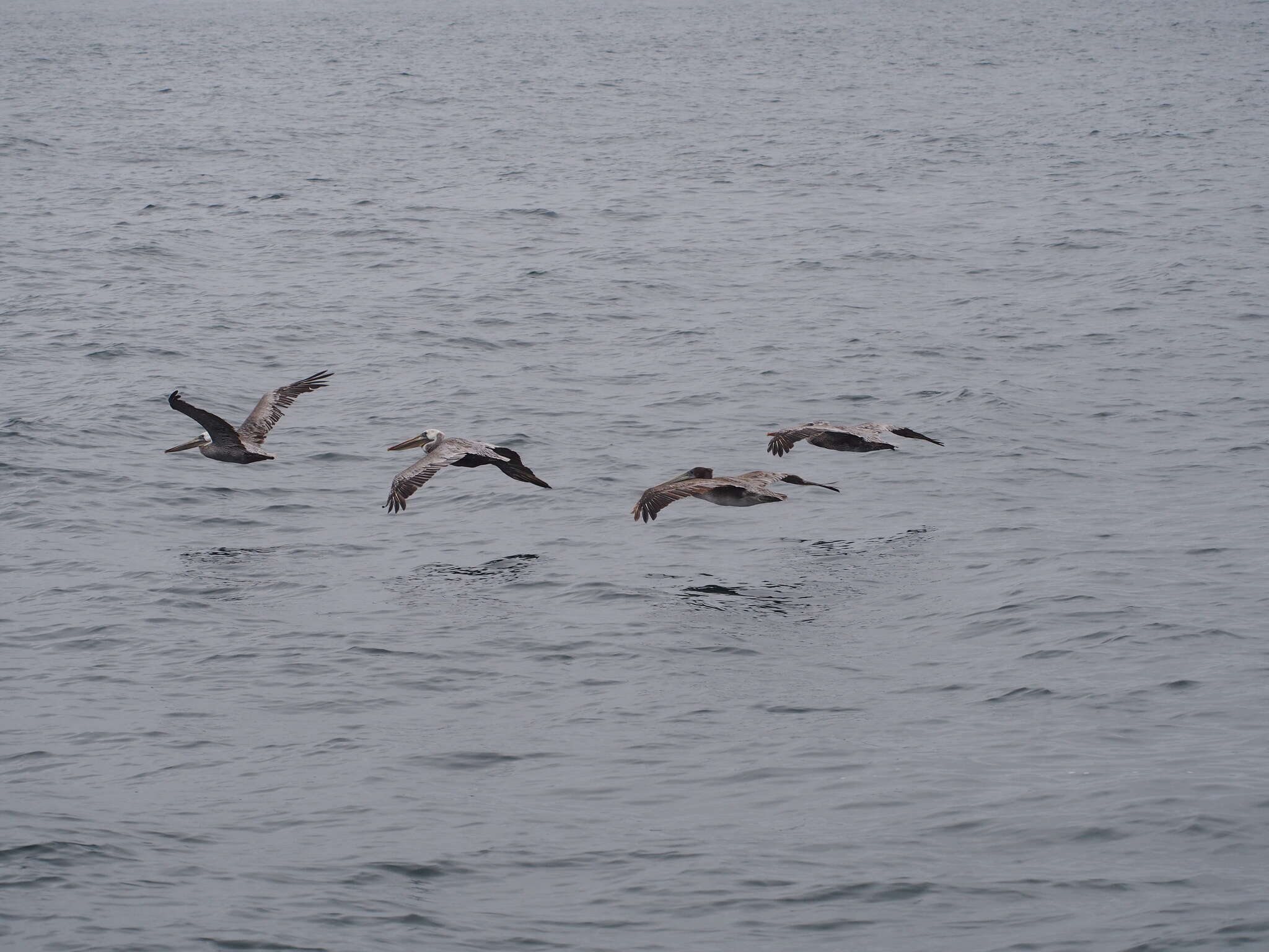 Image of California brown pelican