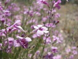 Image of Bush Penstemon