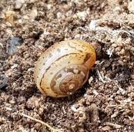 Image of Carthusian snail