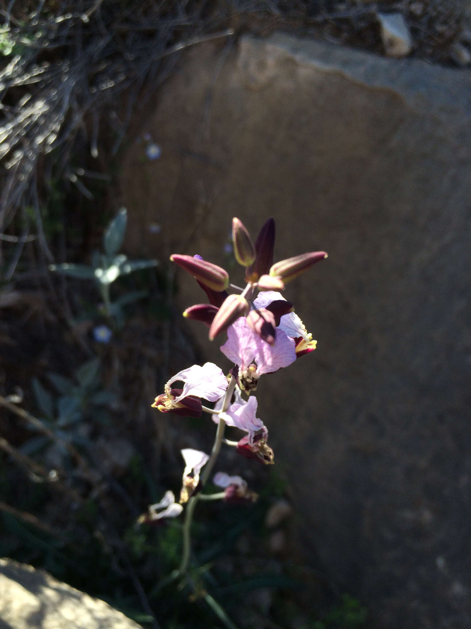 Image of Cutler's jewelflower