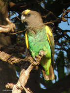 Image of Poicephalus meyeri saturatus Sharpe 1901