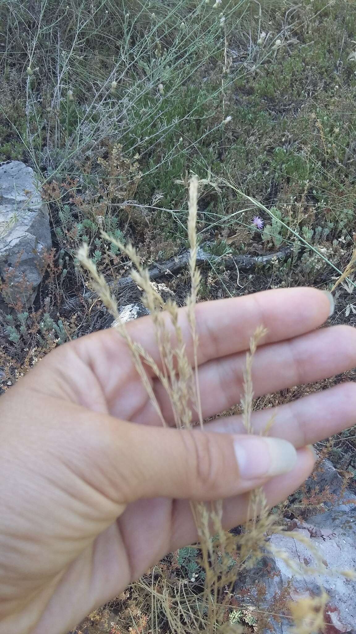 Image of Festuca rupicola Heuff.