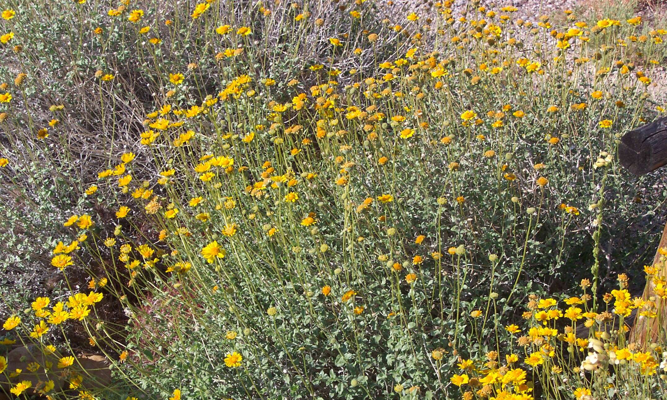 Sivun Encelia farinosa A. Gray ex Torr. kuva