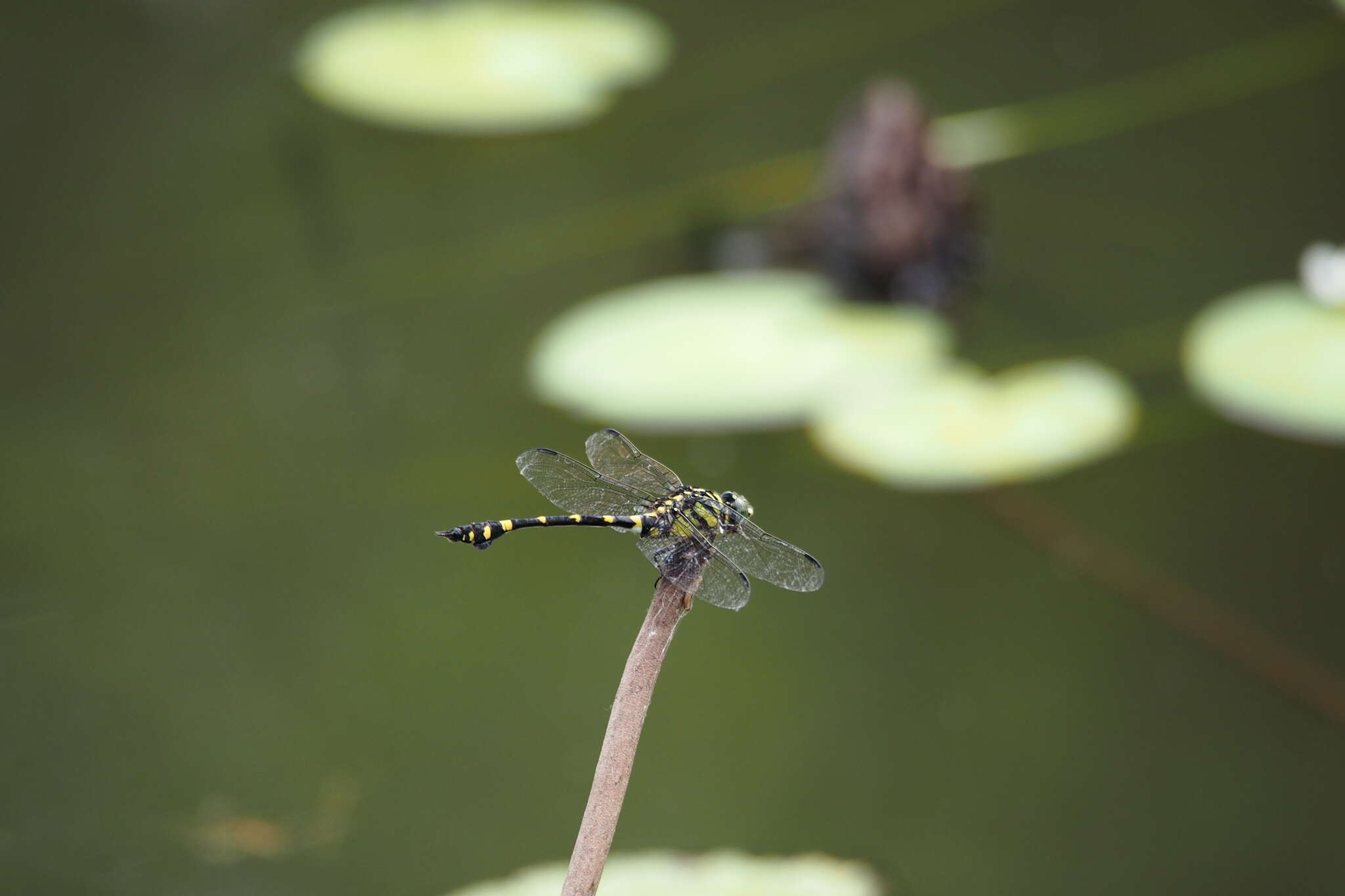 صورة Ictinogomphus pertinax (Hagen ex Selys 1854)