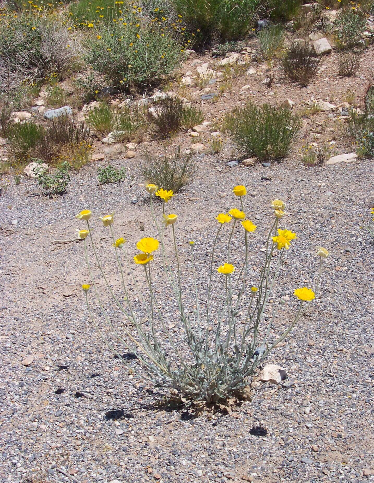 Image of desert marigold