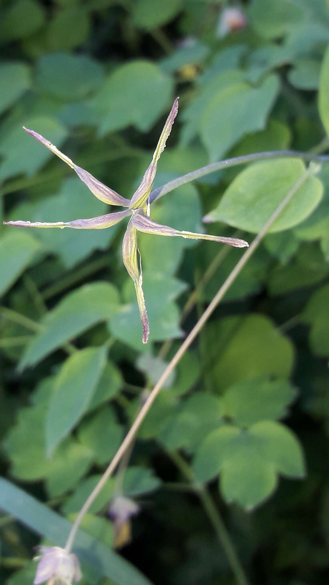 Image of Thalictrum macrocarpum Gren.