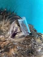 Image of Oriental Scops Owl