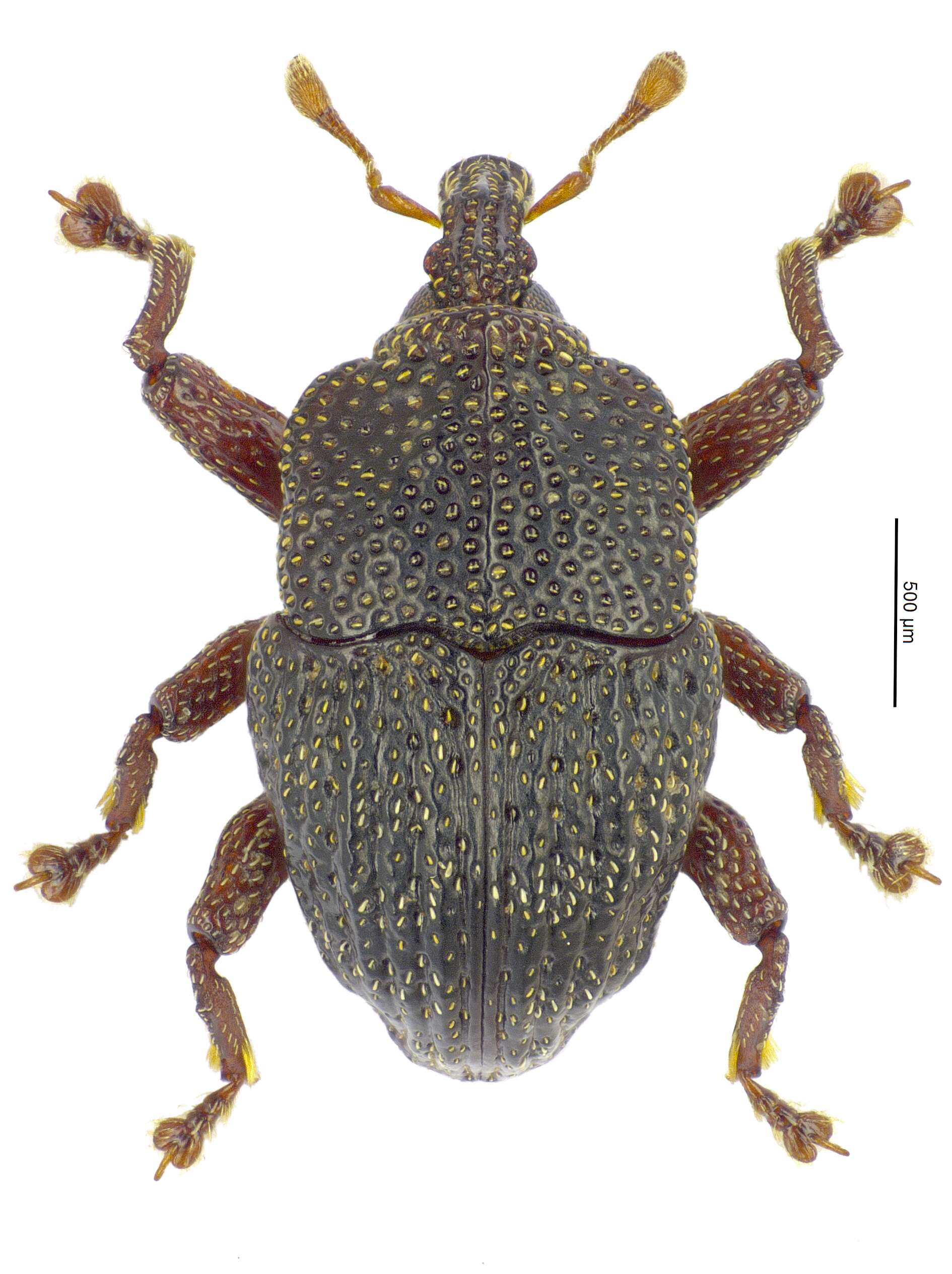 Image of Trigonopterus