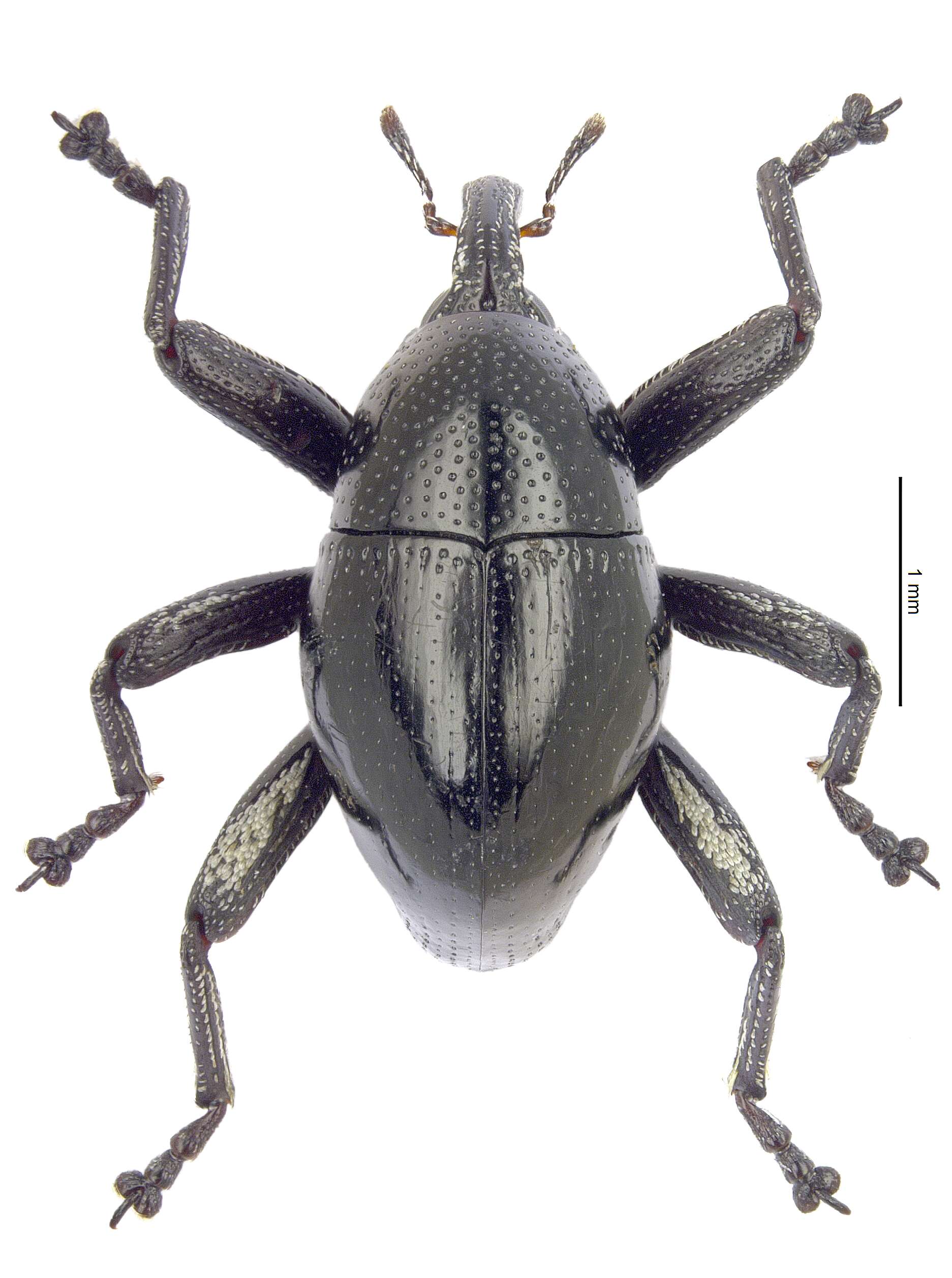 Image of Trigonopterus