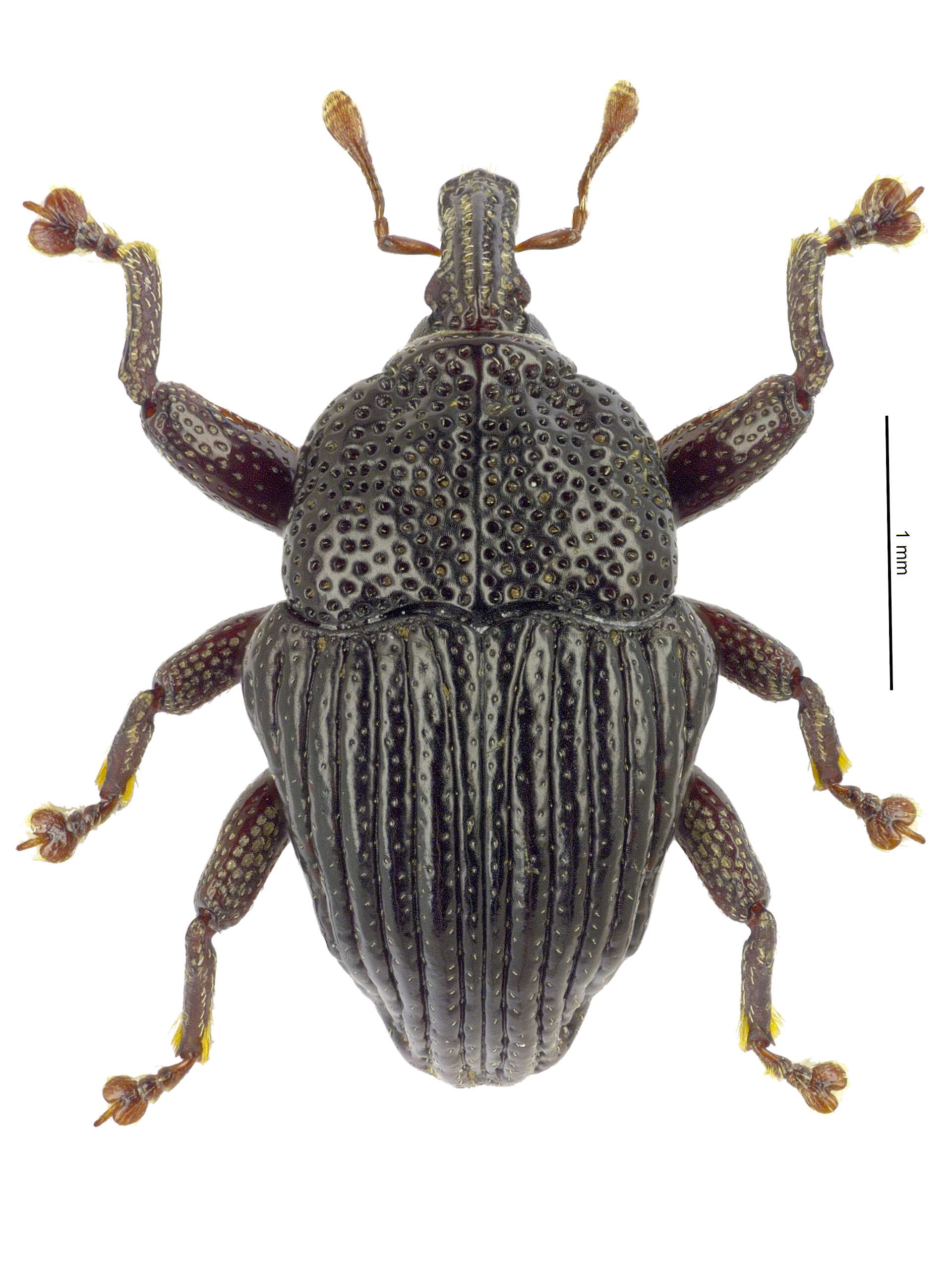 Image of Trigonopterus