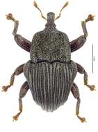 Image of Trigonopterus