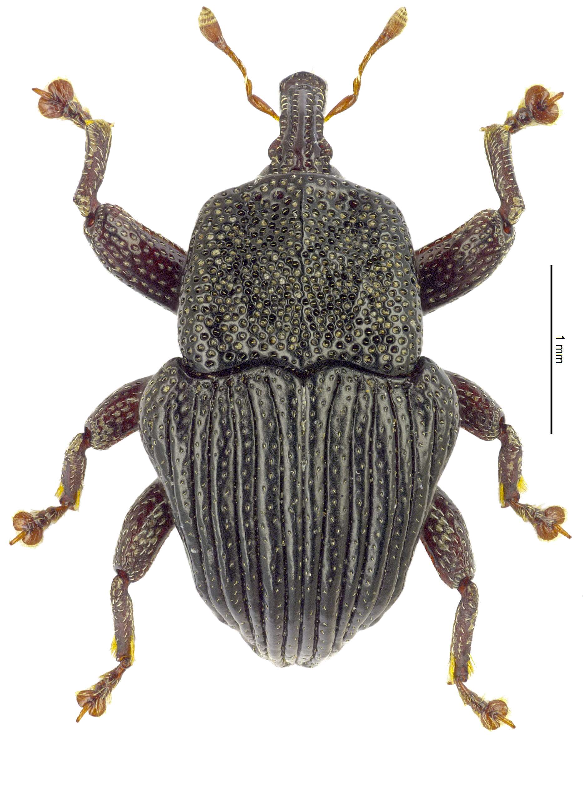 Image of Trigonopterus