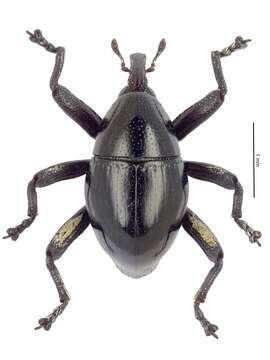 Image of Trigonopterus