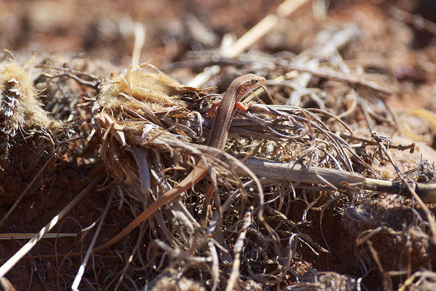 صورة Ctenotus leonhardii (Sternfeld 1919)