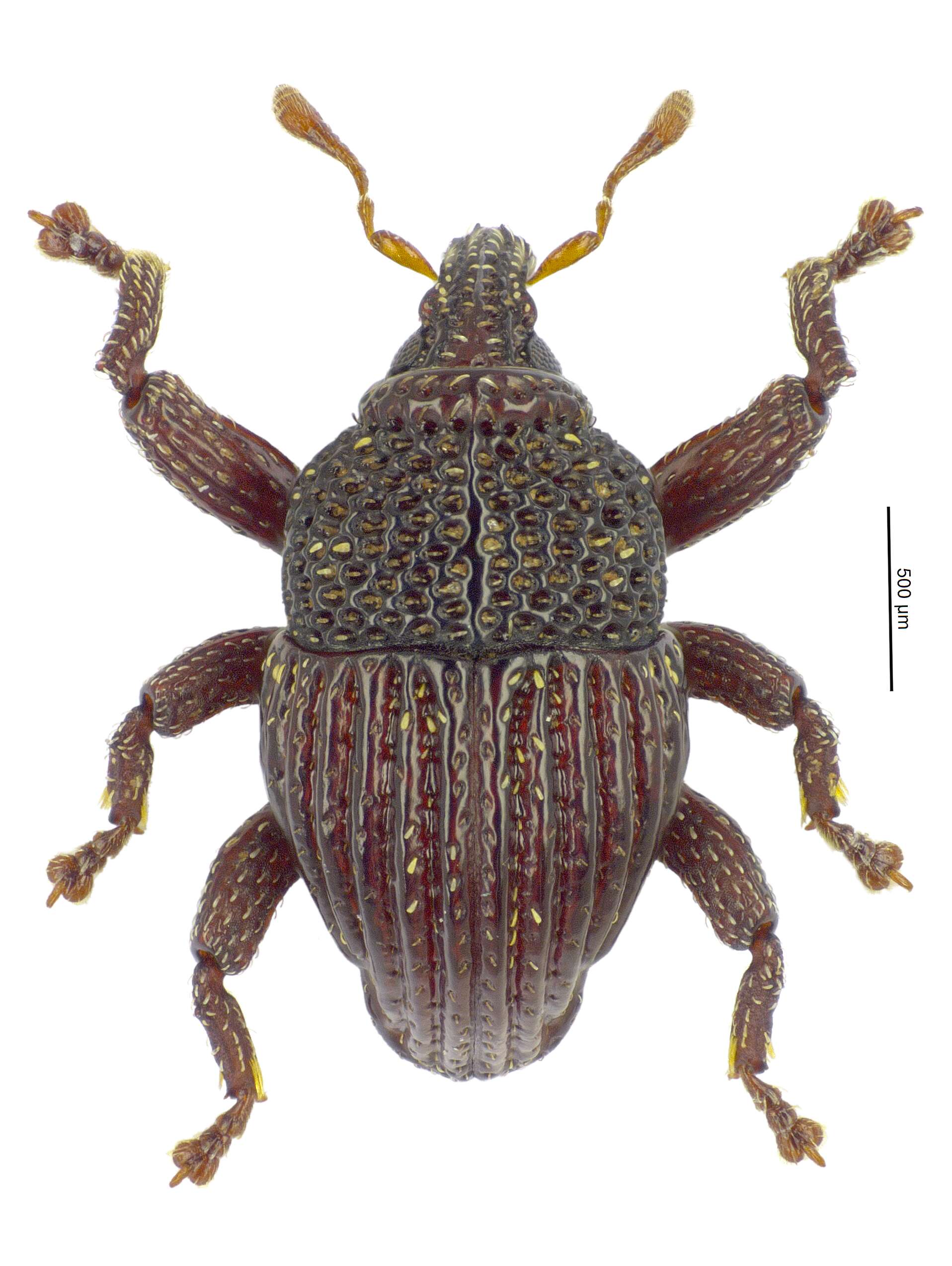 Image of Trigonopterus